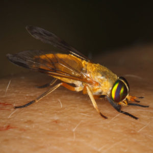 Yellow Fly identification in Winston-Salem |  McNeely Pest Control, Inc
