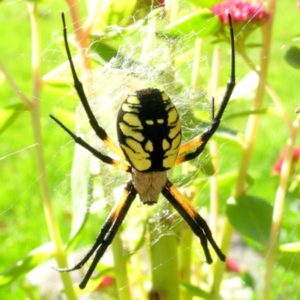 Yellow Garden Spider identification in Winston-Salem |  McNeely Pest Control, Inc