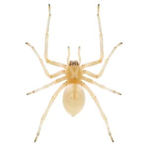 Sac Spider identification in Winston-Salem |  McNeely Pest Control, Inc