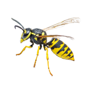Yellowjacket identification in Winston-Salem |  McNeely Pest Control, Inc